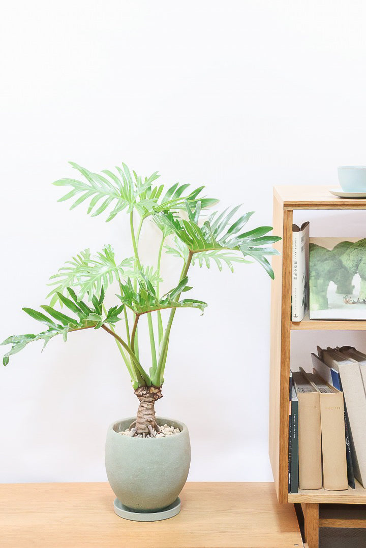 【ジャイアント ザナドゥ】沖縄でゴリゴリの樹形に育てられました！ここまでの樹形は希少ですよ！