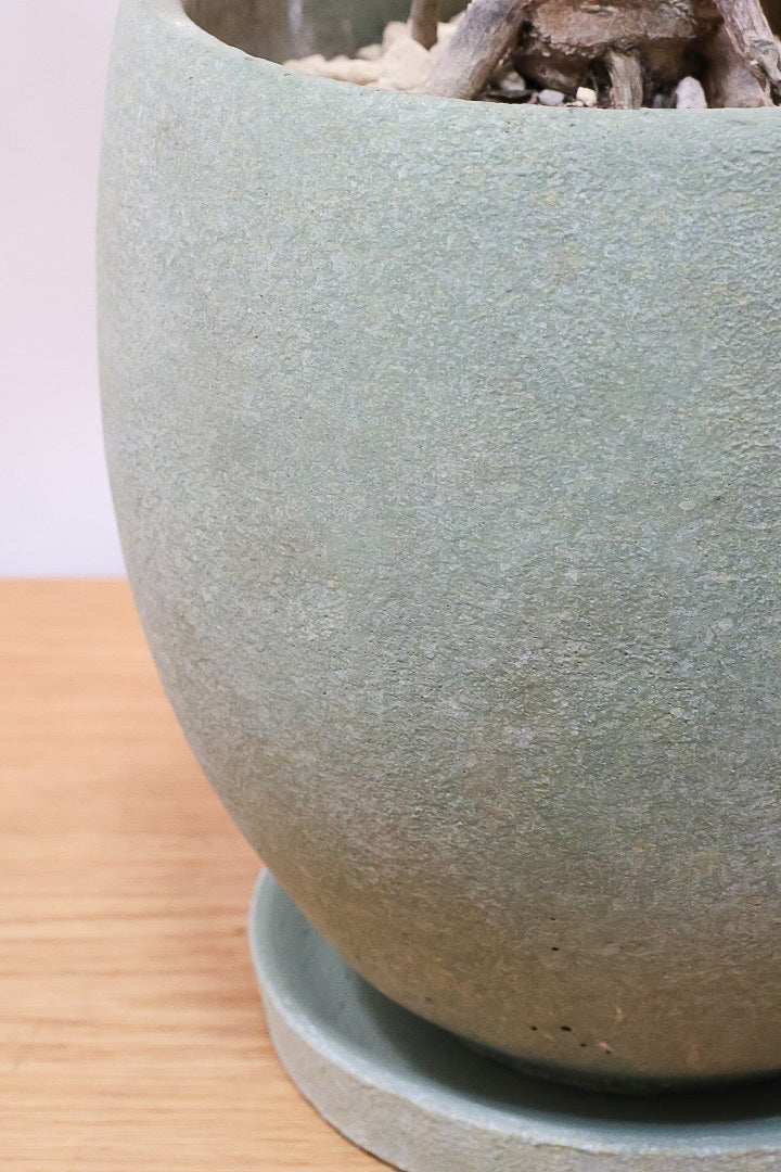 【ジャイアント ザナドゥ】沖縄でゴリゴリの樹形に育てられました！ここまでの樹形は希少ですよ！