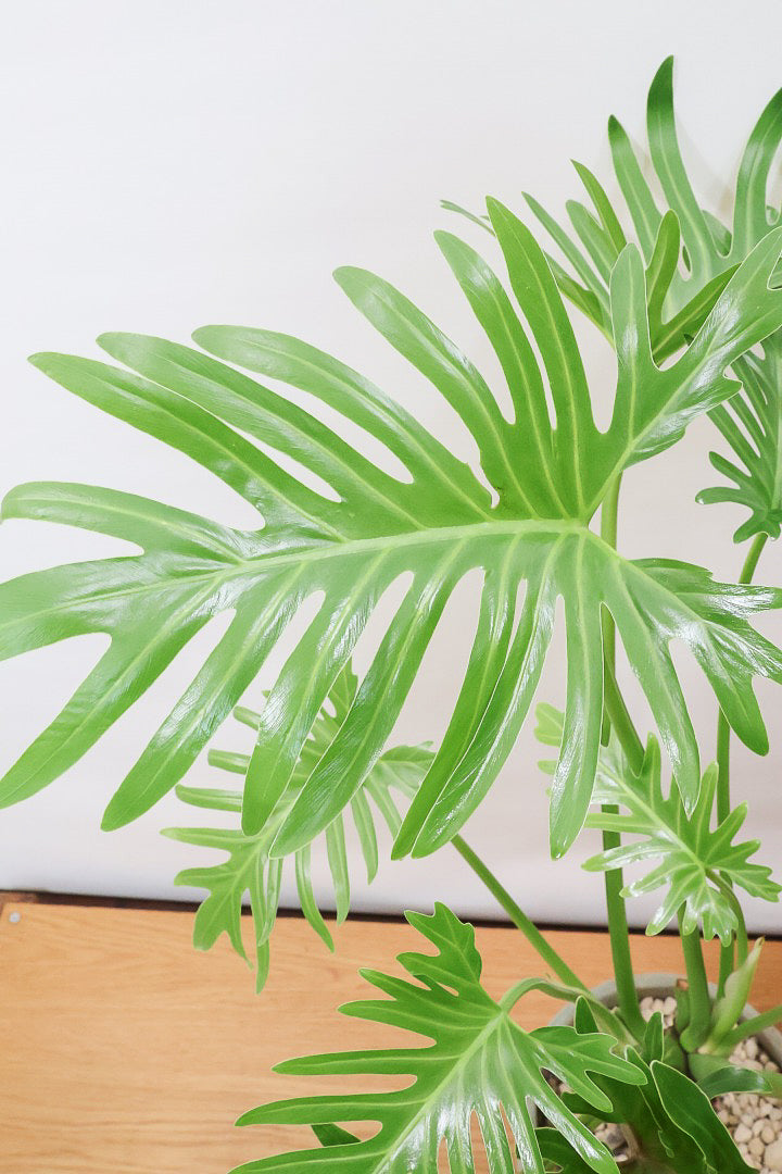 【ジャイアント ザナドゥ】沖縄でゴリゴリの樹形に育てられました！ここまでの樹形は希少ですよ！