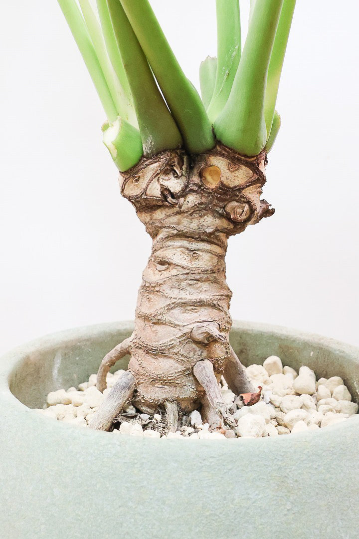 【ジャイアント ザナドゥ】沖縄でゴリゴリの樹形に育てられました！ここまでの樹形は希少ですよ！