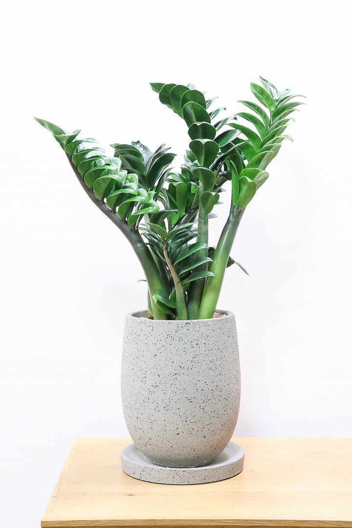 【ザミオクルカス ゼンジー】APEGO初入荷！ギュッと詰め込んだようなフォルムのかわいい葉っぱ！まるで作り物のような葉です！