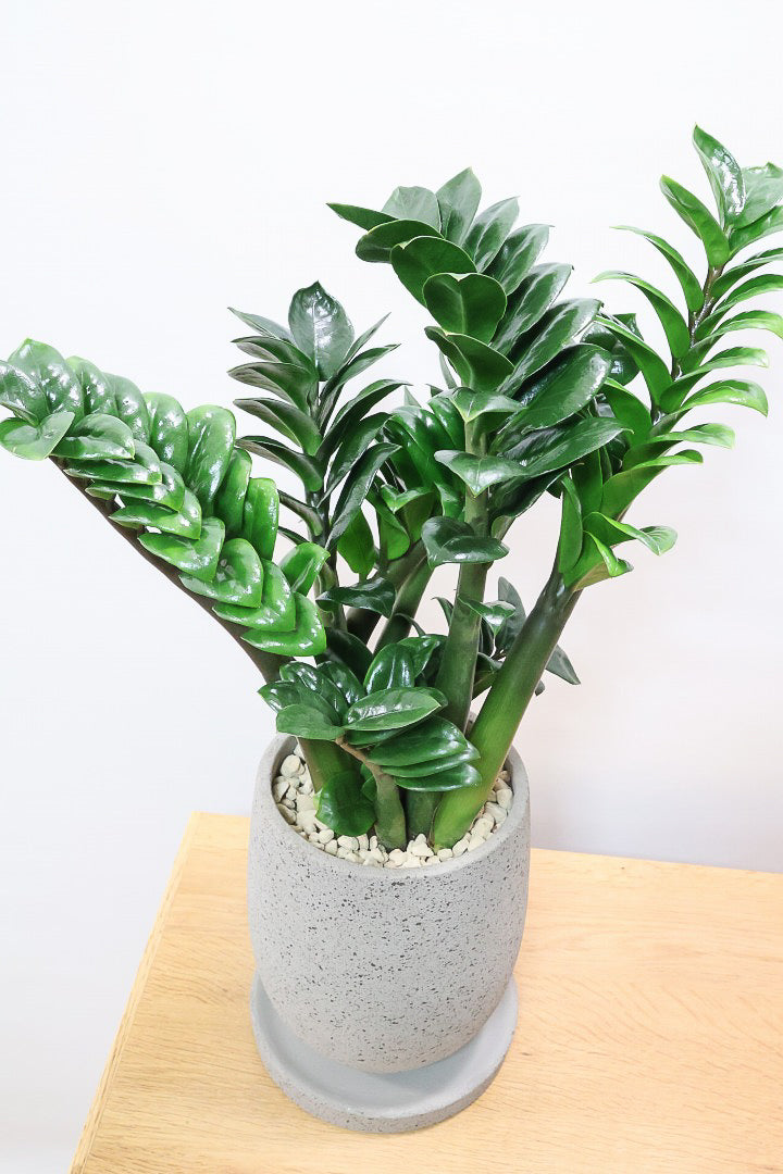 【ザミオクルカス ゼンジー】APEGO初入荷！ギュッと詰め込んだようなフォルムのかわいい葉っぱ！まるで作り物のような葉です！