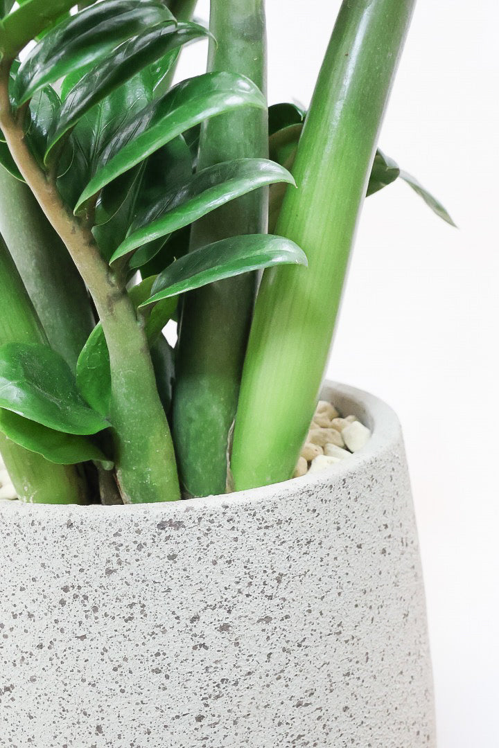 【ザミオクルカス ゼンジー】APEGO初入荷！ギュッと詰め込んだようなフォルムのかわいい葉っぱ！まるで作り物のような葉です！