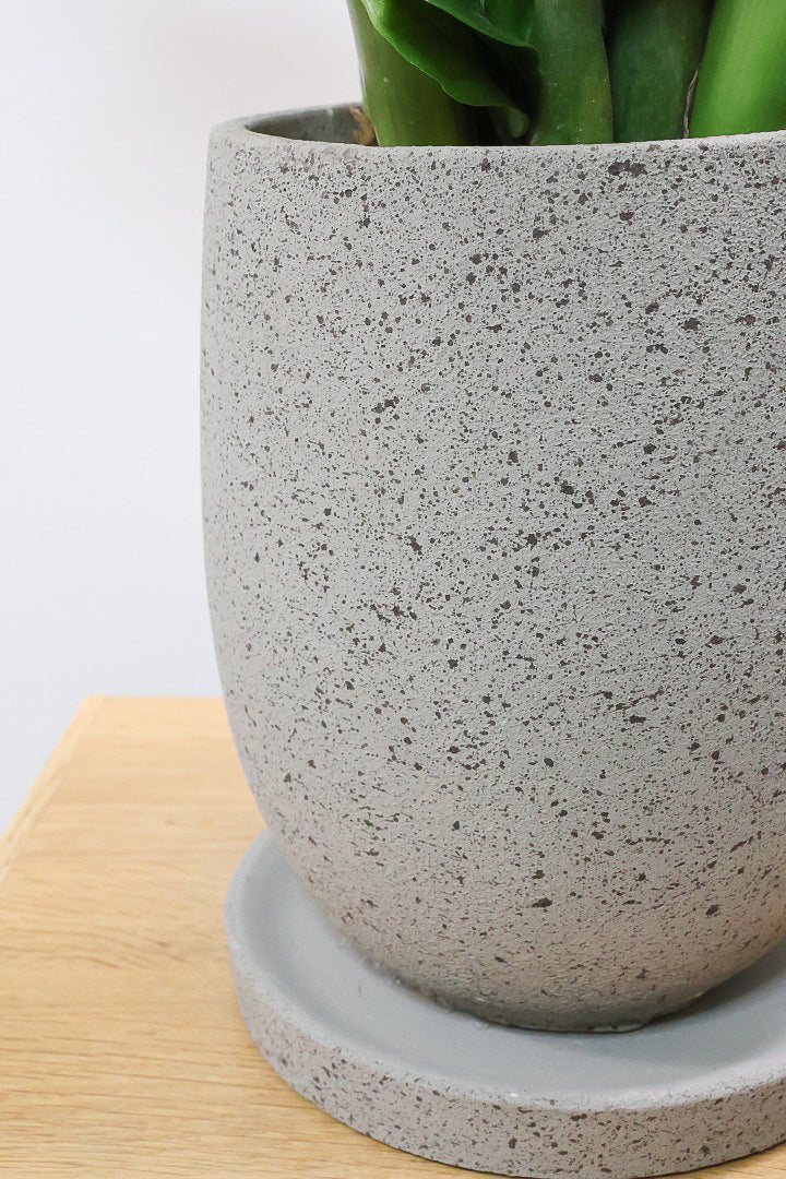 【ザミオクルカス ゼンジー】APEGO初入荷！ギュッと詰め込んだようなフォルムのかわいい葉っぱ！まるで作り物のような葉です！