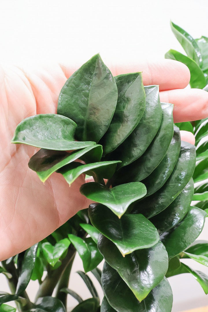 【ザミオクルカス ゼンジー】APEGO初入荷！ギュッと詰め込んだようなフォルムのかわいい葉っぱ！まるで作り物のような葉です！