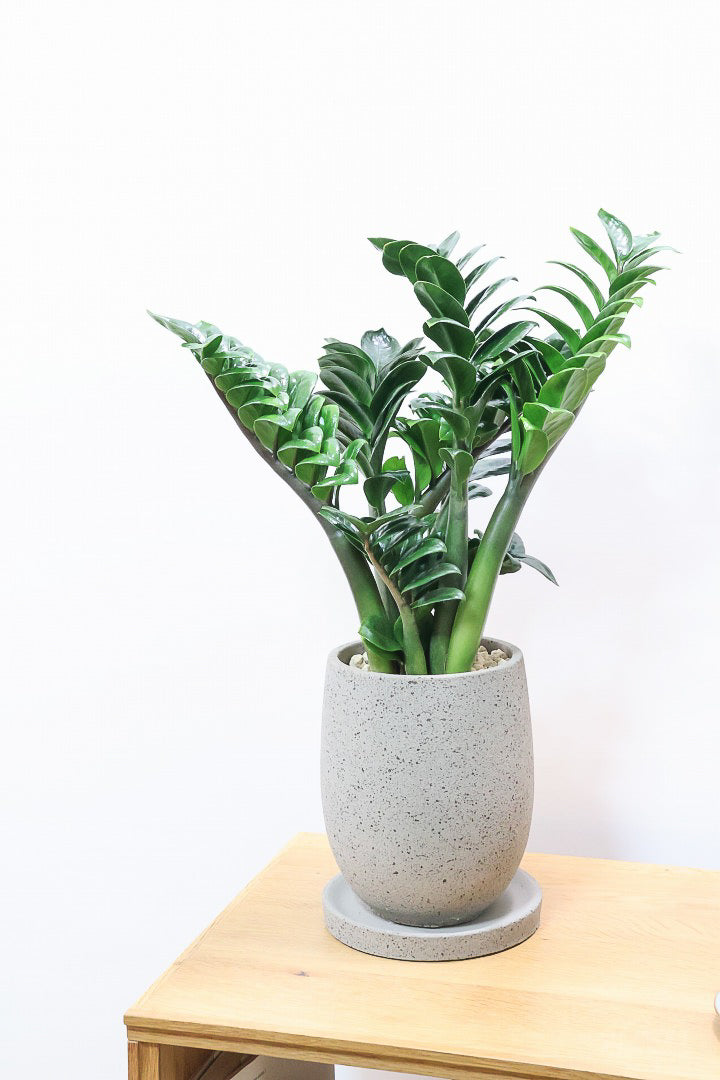 【ザミオクルカス ゼンジー】APEGO初入荷！ギュッと詰め込んだようなフォルムのかわいい葉っぱ！まるで作り物のような葉です！