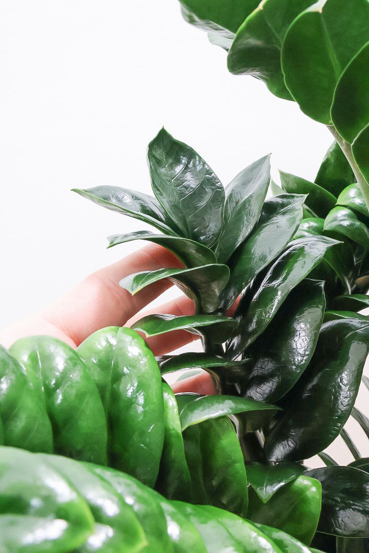 【ザミオクルカス ゼンジー】APEGO初入荷！ギュッと詰め込んだようなフォルムのかわいい葉っぱ！まるで作り物のような葉です！