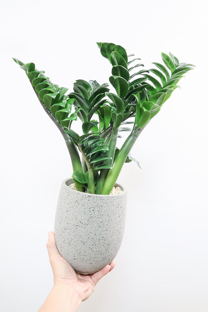 【ザミオクルカス ゼンジー】APEGO初入荷！ギュッと詰め込んだようなフォルムのかわいい葉っぱ！まるで作り物のような葉です！