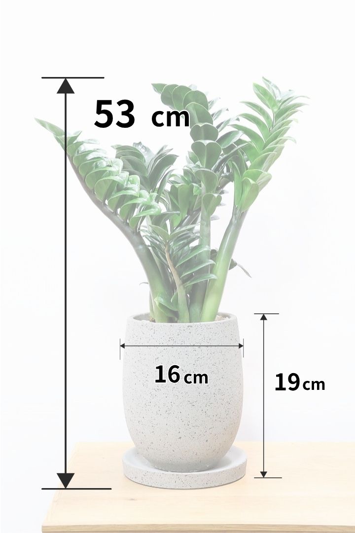 【ザミオクルカス ゼンジー】APEGO初入荷！ギュッと詰め込んだようなフォルムのかわいい葉っぱ！まるで作り物のような葉です！