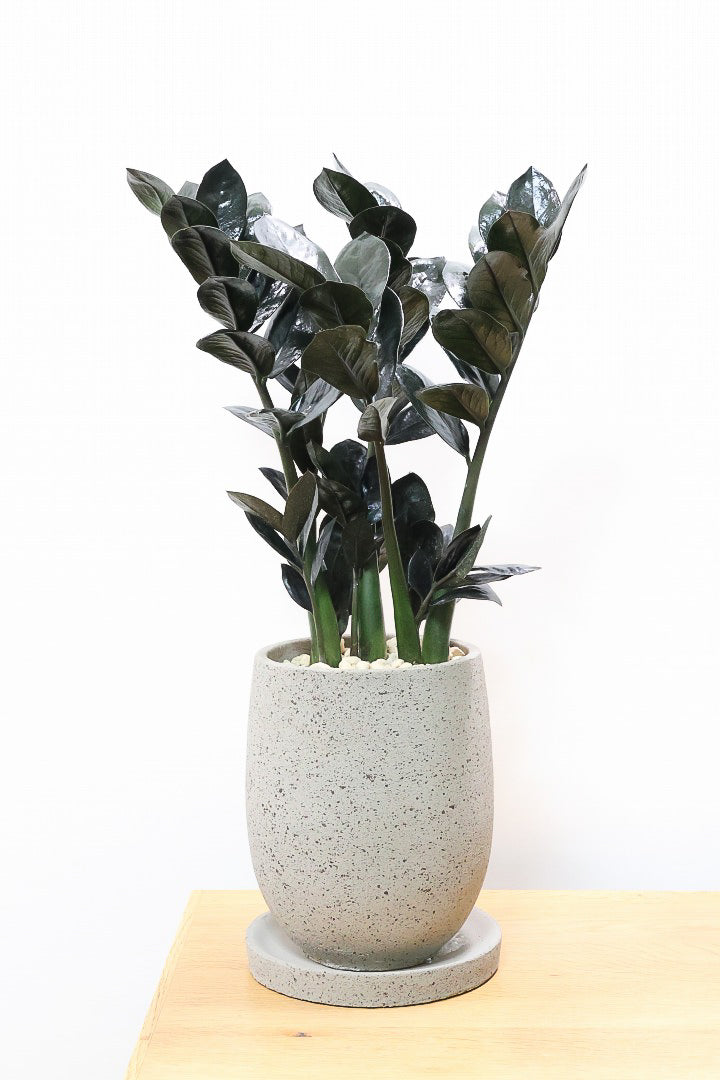 【ザミオクルカス レイヴン】漆黒の美しい葉が人気の品種！まるで作り物のような美しい葉。