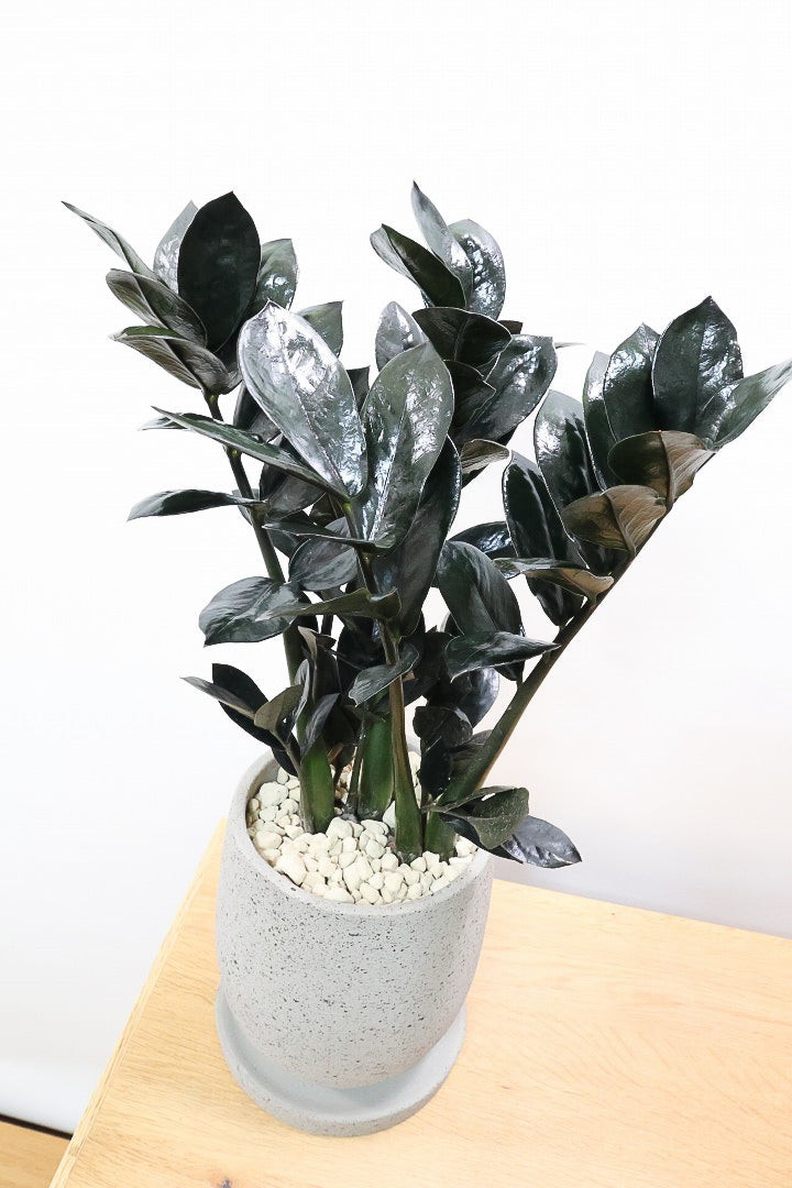 【ザミオクルカス レイヴン】漆黒の美しい葉が人気の品種！まるで作り物のような美しい葉。