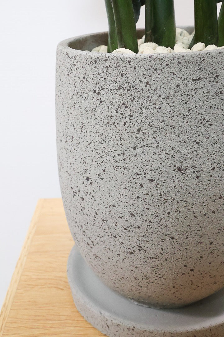 【ザミオクルカス レイヴン】漆黒の美しい葉が人気の品種！まるで作り物のような美しい葉。