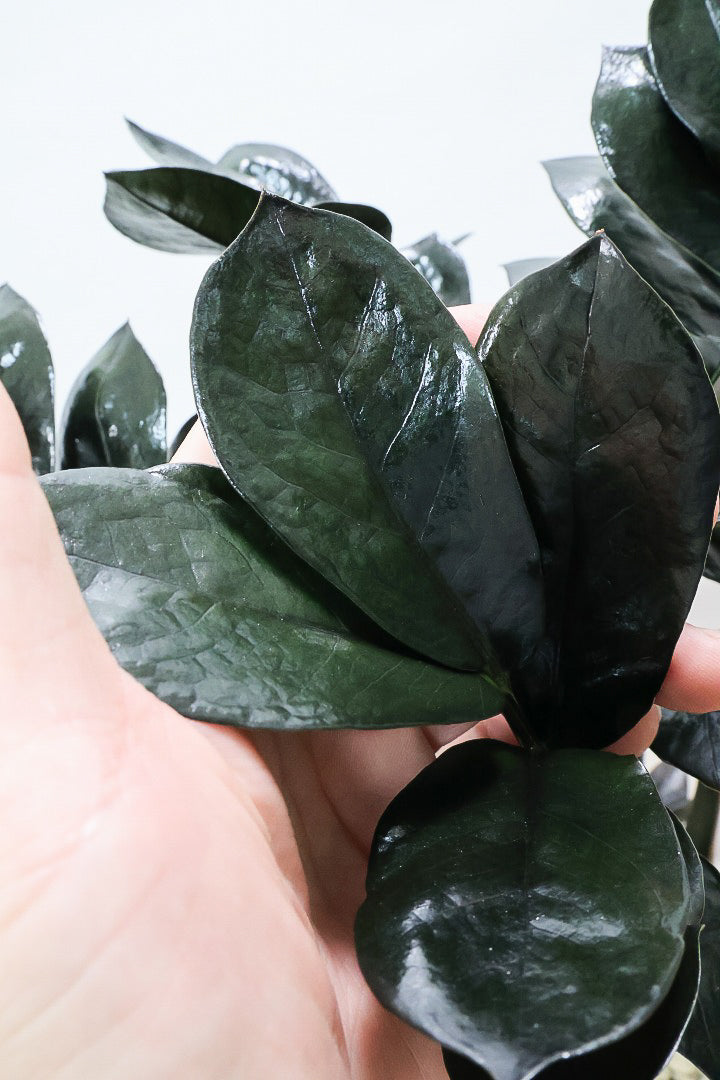 【ザミオクルカス レイヴン】漆黒の美しい葉が人気の品種！まるで作り物のような美しい葉。