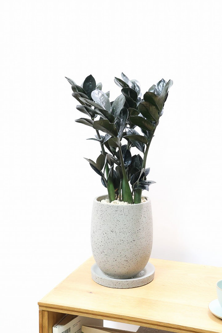 【ザミオクルカス レイヴン】漆黒の美しい葉が人気の品種！まるで作り物のような美しい葉。