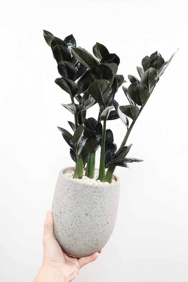 【ザミオクルカス レイヴン】漆黒の美しい葉が人気の品種！まるで作り物のような美しい葉。