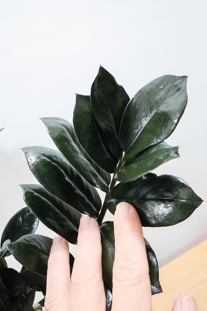 【ザミオクルカス レイヴン】漆黒の美しい葉が人気の品種！まるで作り物のような美しい葉。