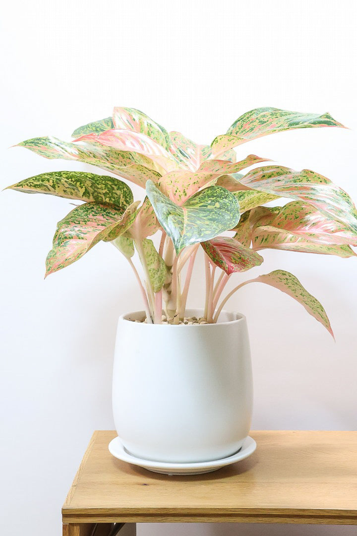 【アグラオネマ レディバレンタイン】ラストの1鉢！真っ赤な葉とグリーンの葉のコントラストが美しい！個人的には好きな名前です♪