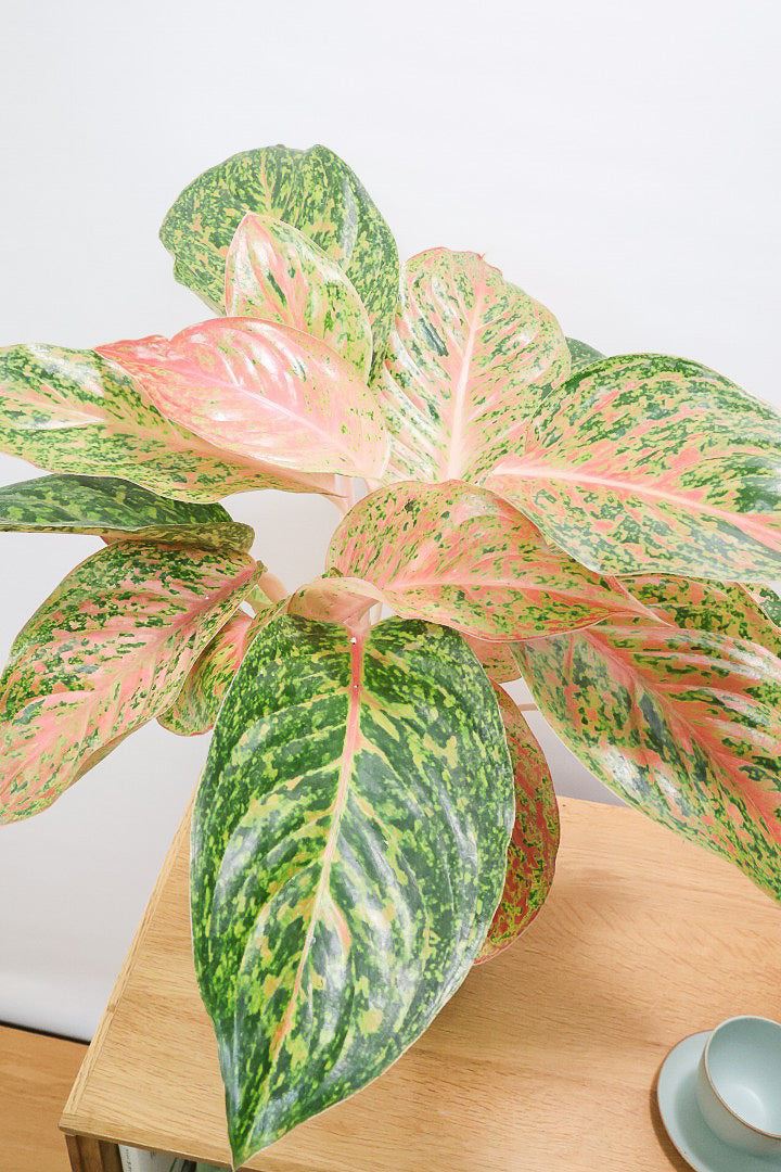 【アグラオネマ レディバレンタイン】ラストの1鉢！真っ赤な葉とグリーンの葉のコントラストが美しい！個人的には好きな名前です♪