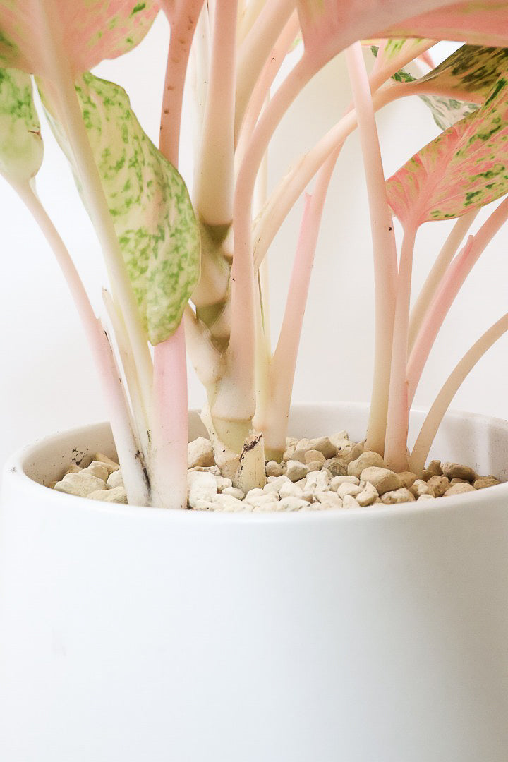 【アグラオネマ レディバレンタイン】ラストの1鉢！真っ赤な葉とグリーンの葉のコントラストが美しい！個人的には好きな名前です♪