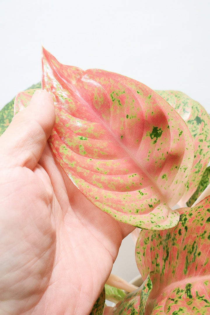 【アグラオネマ レディバレンタイン】ラストの1鉢！真っ赤な葉とグリーンの葉のコントラストが美しい！個人的には好きな名前です♪