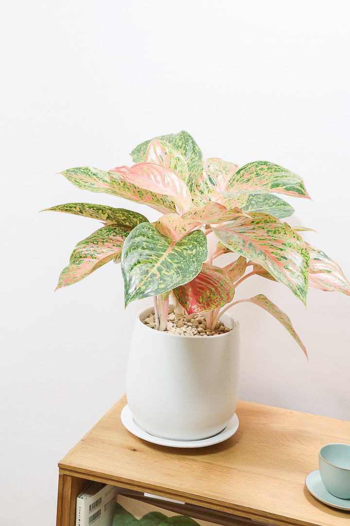 【アグラオネマ レディバレンタイン】ラストの1鉢！真っ赤な葉とグリーンの葉のコントラストが美しい！個人的には好きな名前です♪