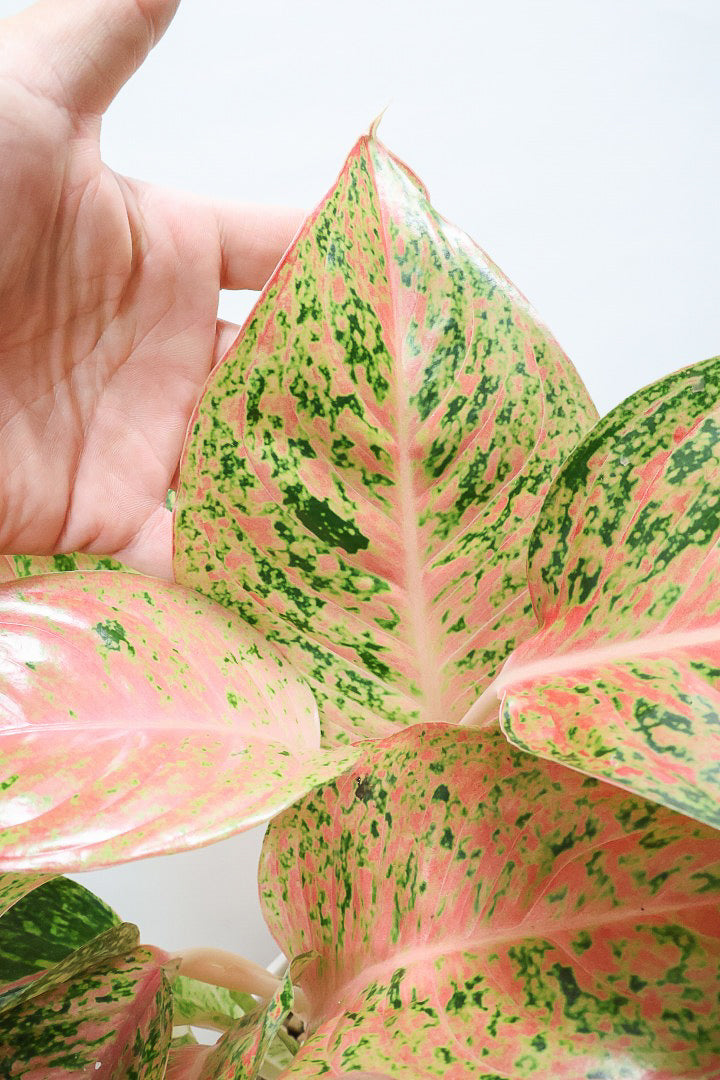 【アグラオネマ レディバレンタイン】ラストの1鉢！真っ赤な葉とグリーンの葉のコントラストが美しい！個人的には好きな名前です♪