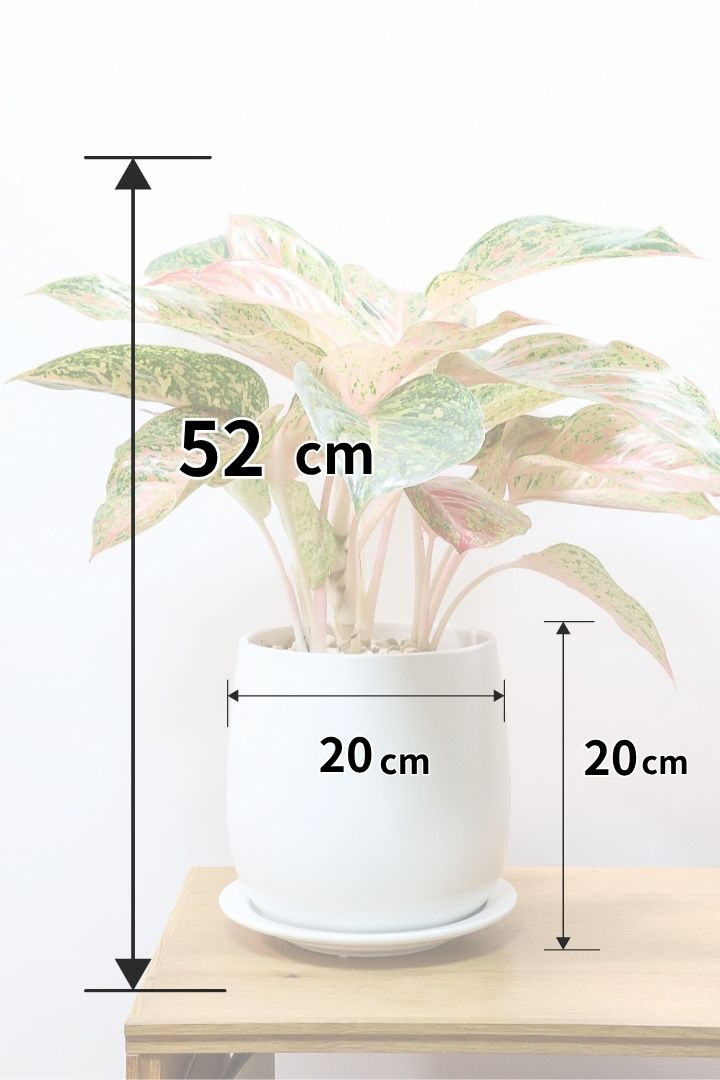 【アグラオネマ レディバレンタイン】ラストの1鉢！真っ赤な葉とグリーンの葉のコントラストが美しい！個人的には好きな名前です♪