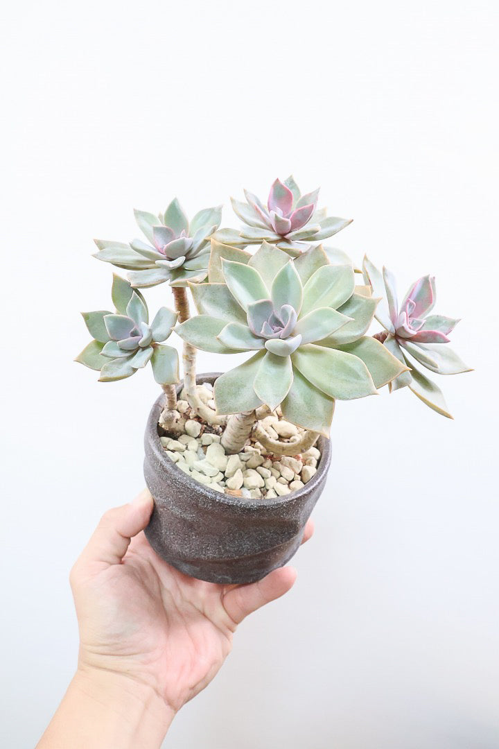 【グラプトペタルム パープルキング】美しく色付いたかわいい多肉質な葉っぱ。ここまで幹立ちした個体は希少ですよ！