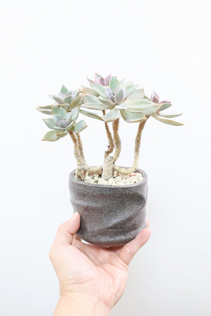 【グラプトペタルム パープルキング】美しく色付いたかわいい多肉質な葉っぱ。ここまで幹立ちした個体は希少ですよ！