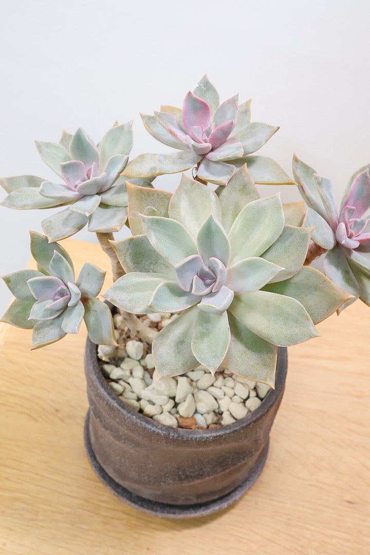 【グラプトペタルム パープルキング】美しく色付いたかわいい多肉質な葉っぱ。ここまで幹立ちした個体は希少ですよ！