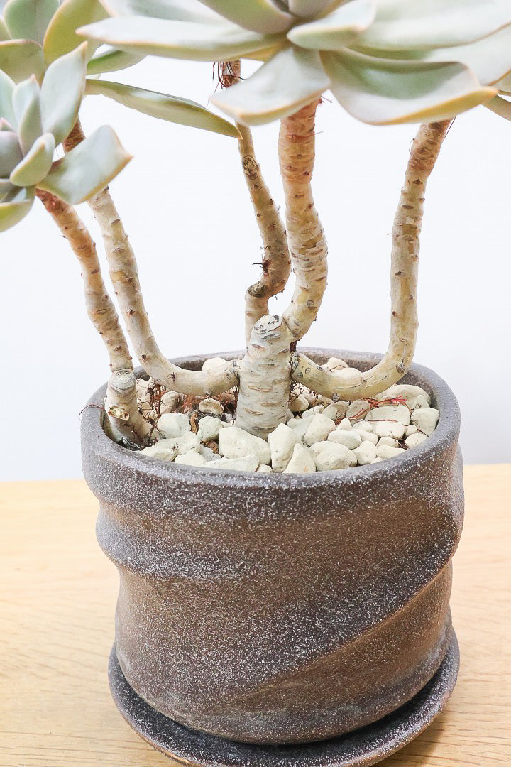 【グラプトペタルム パープルキング】美しく色付いたかわいい多肉質な葉っぱ。ここまで幹立ちした個体は希少ですよ！