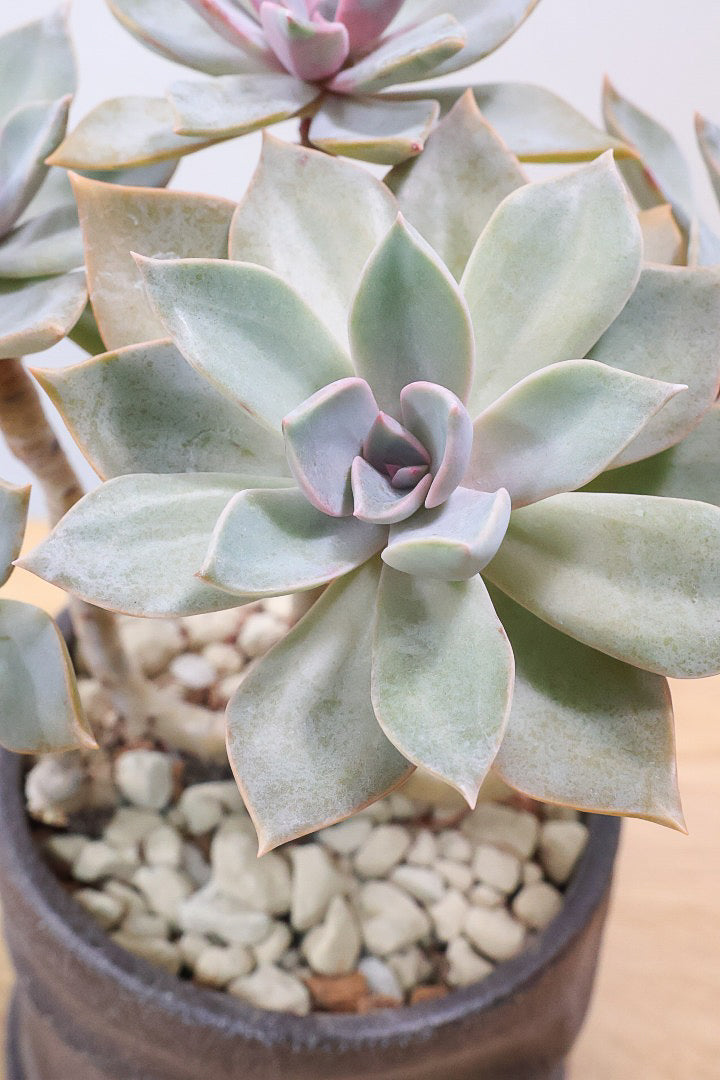 【グラプトペタルム パープルキング】美しく色付いたかわいい多肉質な葉っぱ。ここまで幹立ちした個体は希少ですよ！