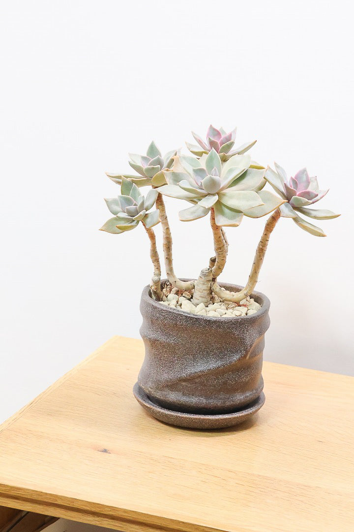 【グラプトペタルム パープルキング】美しく色付いたかわいい多肉質な葉っぱ。ここまで幹立ちした個体は希少ですよ！