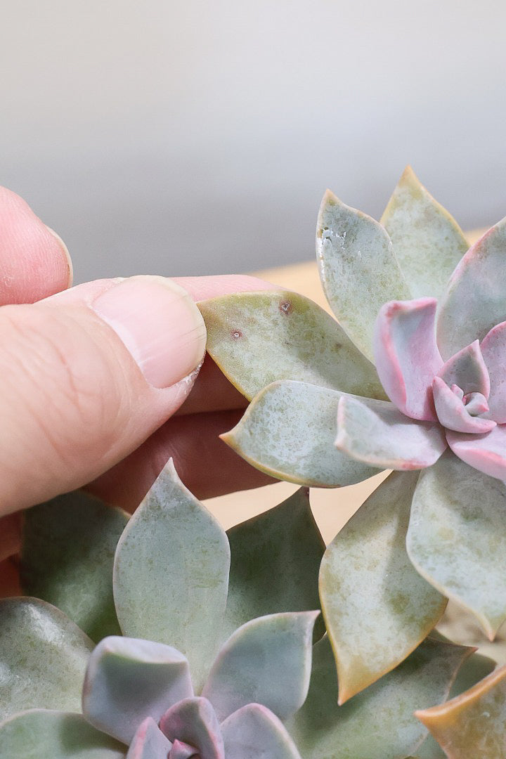 【グラプトペタルム パープルキング】美しく色付いたかわいい多肉質な葉っぱ。ここまで幹立ちした個体は希少ですよ！