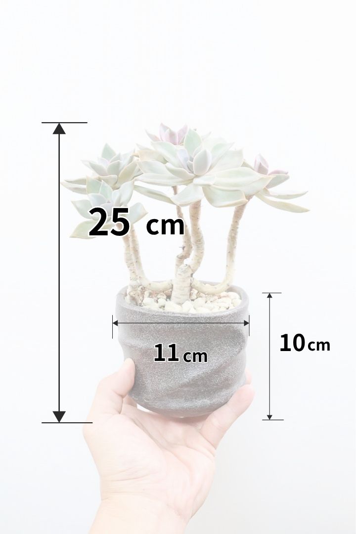 【グラプトペタルム パープルキング】美しく色付いたかわいい多肉質な葉っぱ。ここまで幹立ちした個体は希少ですよ！