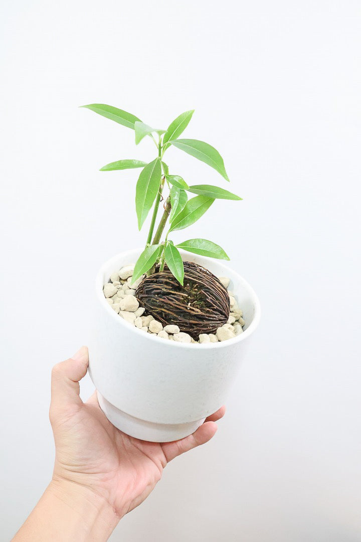 【ケルベラ】ヤシの実を思わせるかわいいフォルム。発芽したてのかわいい葉っぱがたまらなくかわいい♪