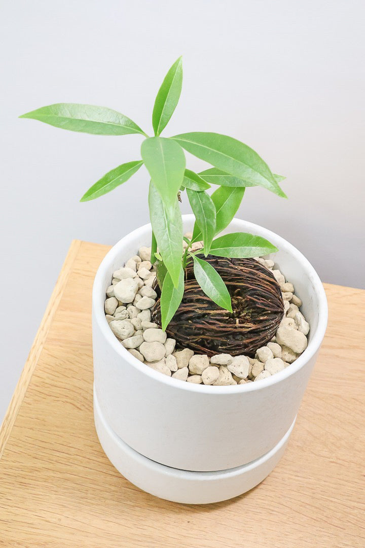 【ケルベラ】ヤシの実を思わせるかわいいフォルム。発芽したてのかわいい葉っぱがたまらなくかわいい♪