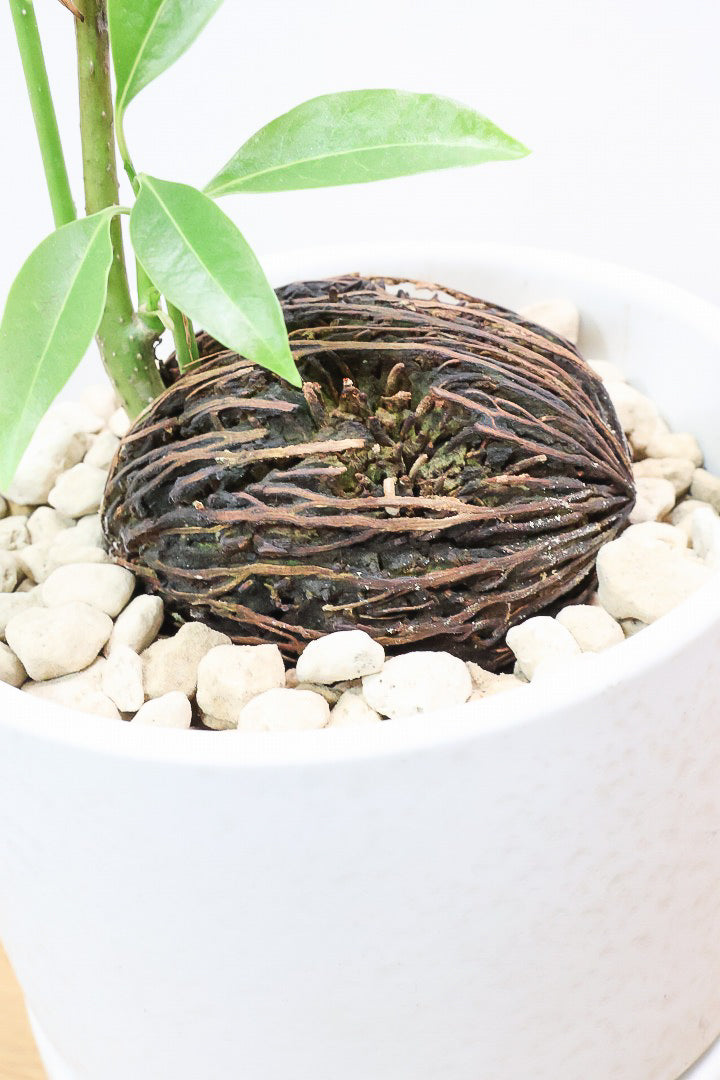 【ケルベラ】ヤシの実を思わせるかわいいフォルム。発芽したてのかわいい葉っぱがたまらなくかわいい♪