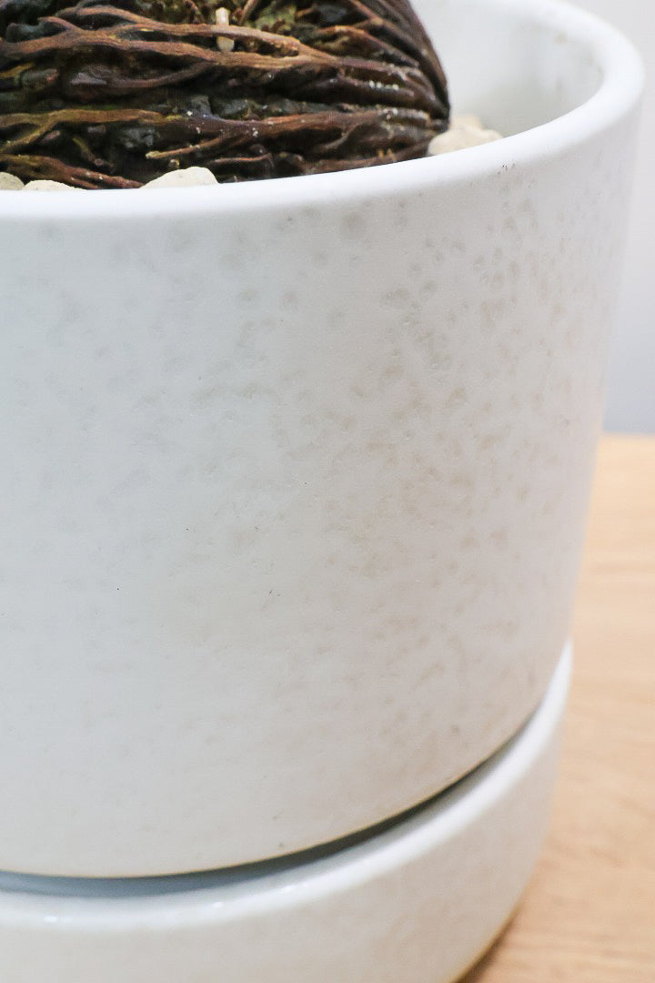 【ケルベラ】ヤシの実を思わせるかわいいフォルム。発芽したてのかわいい葉っぱがたまらなくかわいい♪