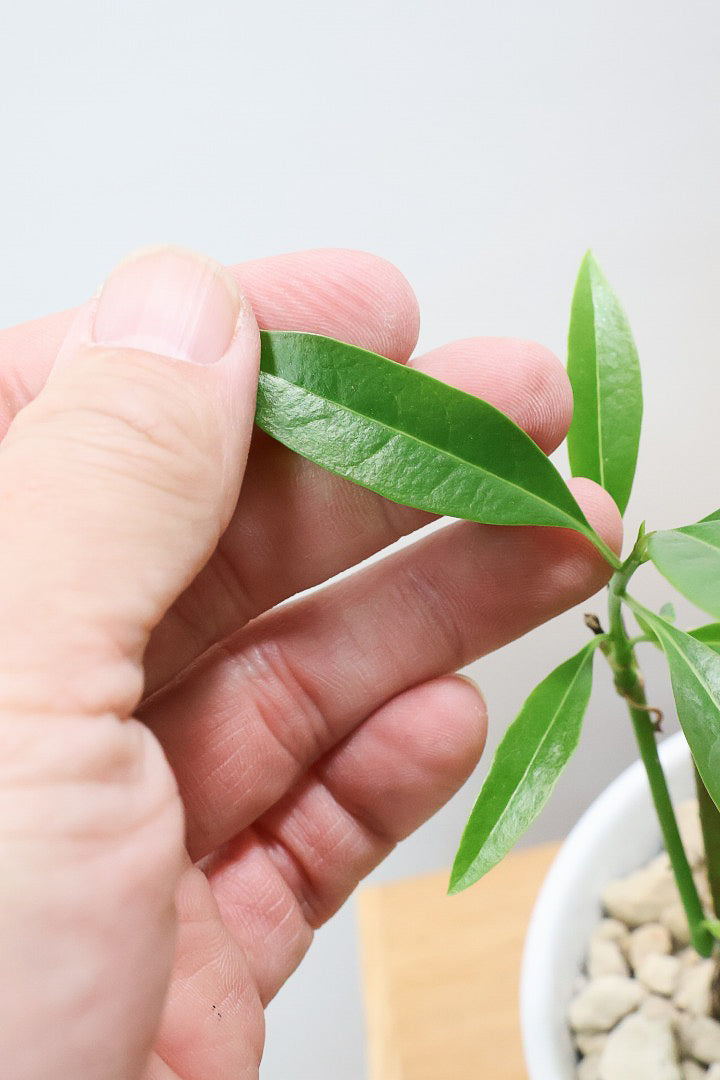 【ケルベラ】ヤシの実を思わせるかわいいフォルム。発芽したてのかわいい葉っぱがたまらなくかわいい♪