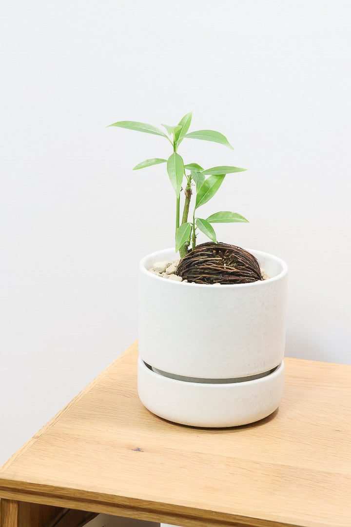 【ケルベラ】ヤシの実を思わせるかわいいフォルム。発芽したてのかわいい葉っぱがたまらなくかわいい♪