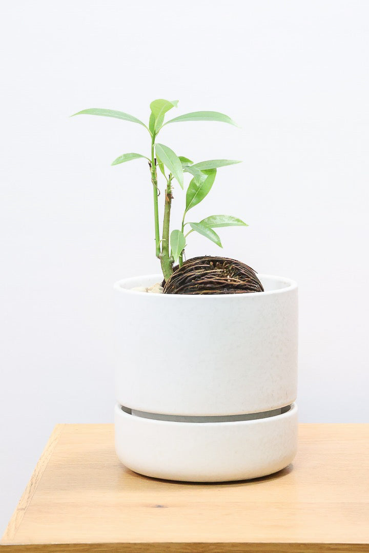 【ケルベラ】ヤシの実を思わせるかわいいフォルム。発芽したてのかわいい葉っぱがたまらなくかわいい♪