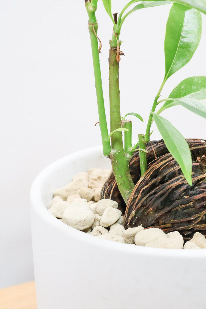 【ケルベラ】ヤシの実を思わせるかわいいフォルム。発芽したてのかわいい葉っぱがたまらなくかわいい♪