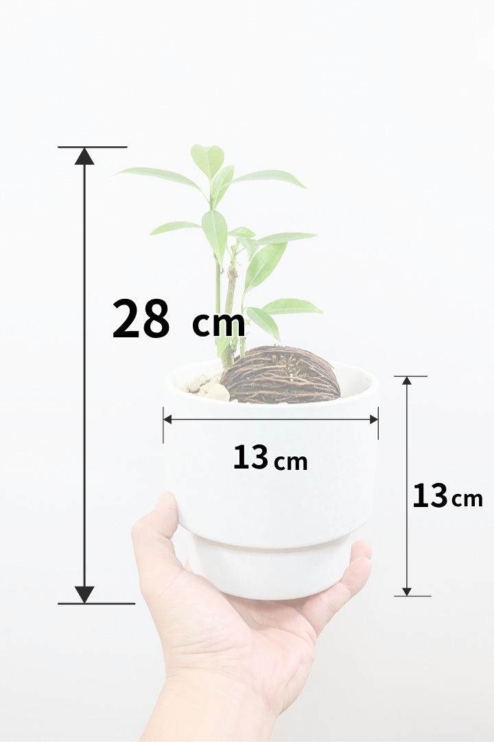 【ケルベラ】ヤシの実を思わせるかわいいフォルム。発芽したてのかわいい葉っぱがたまらなくかわいい♪