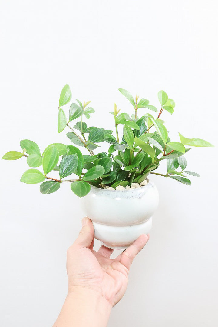 【ペペロミア フォレット】愛知県の冨永さんのオリジナル品種！ペペロミアの中でも育てやすい品種なんです！