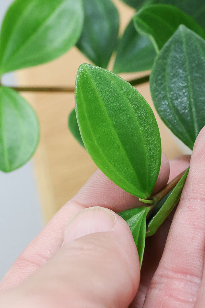 【ペペロミア フォレット】愛知県の冨永さんのオリジナル品種！ペペロミアの中でも育てやすい品種なんです！