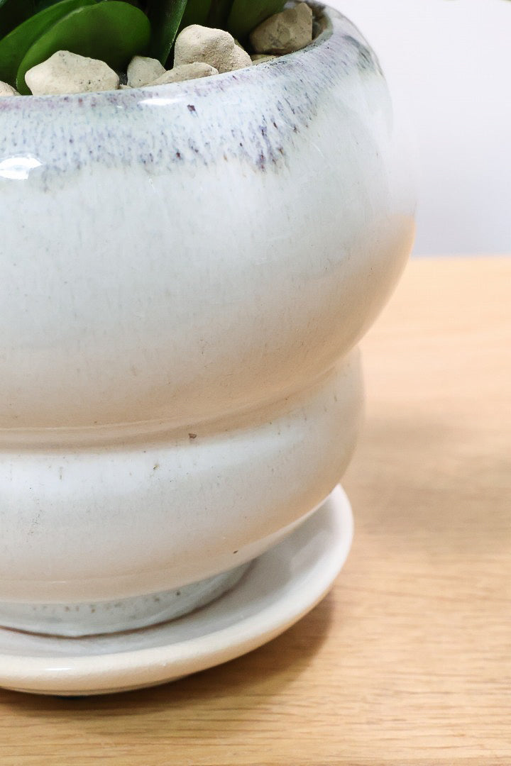 【ペペロミア フォレット】愛知県の冨永さんのオリジナル品種！ペペロミアの中でも育てやすい品種なんです！