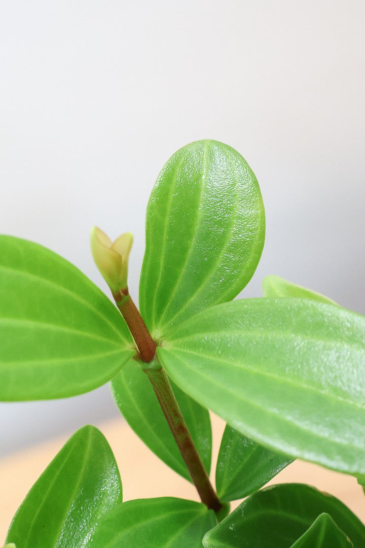 【ペペロミア フォレット】愛知県の冨永さんのオリジナル品種！ペペロミアの中でも育てやすい品種なんです！