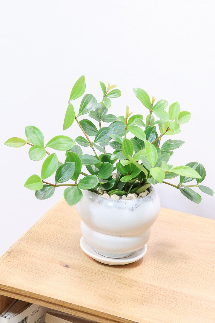 【ペペロミア フォレット】愛知県の冨永さんのオリジナル品種！ペペロミアの中でも育てやすい品種なんです！