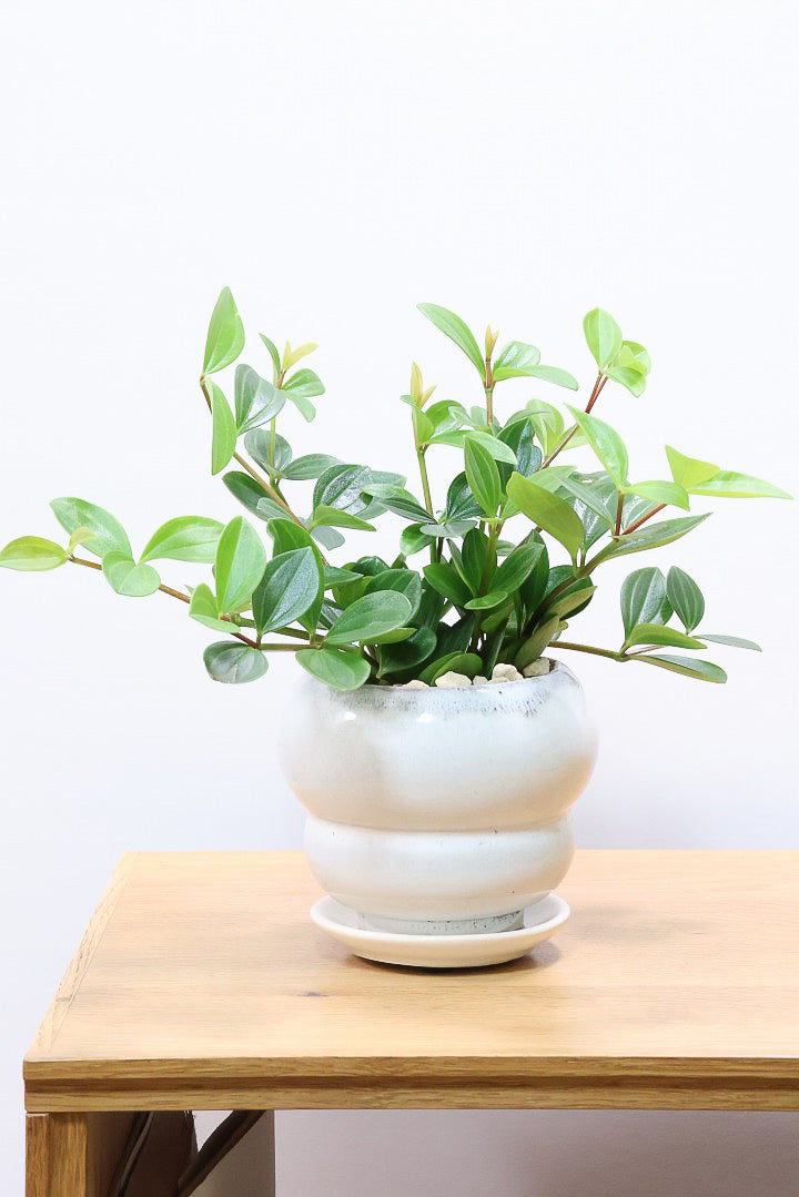 【ペペロミア フォレット】愛知県の冨永さんのオリジナル品種！ペペロミアの中でも育てやすい品種なんです！